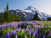 Willamette National Forest