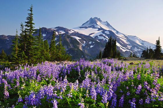 Willamette National Forest