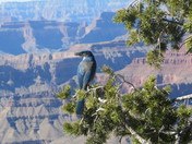 Grand Canyon National Park