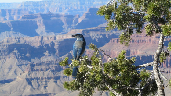 Grand Canyon National Park