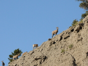 Yellowstone