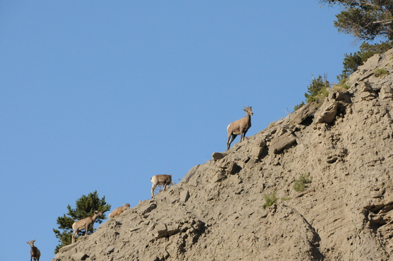 Yellowstone
