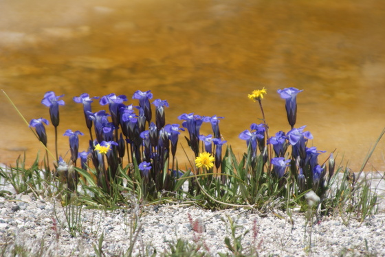 Yellowstone National Park