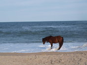 Assateague