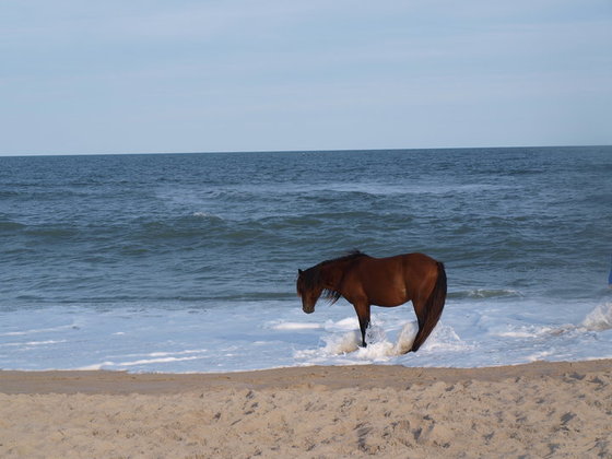 Assateague
