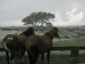Assateague