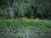 Jean Lafitte National Historical Park and Preserve
