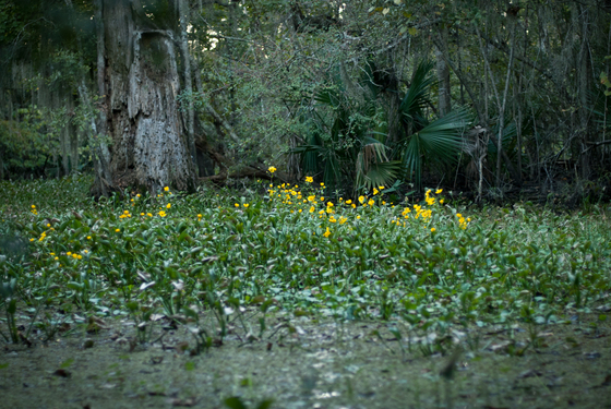 Jean Lafitte National Historical Park and Preserve