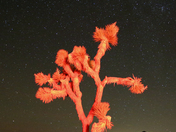 Joshua Tree