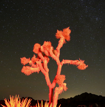 Joshua Tree
