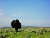 Yellowstone National Park