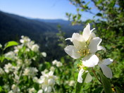 Coeur d'Alene National Forest