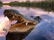 Big Cypress National Preserve