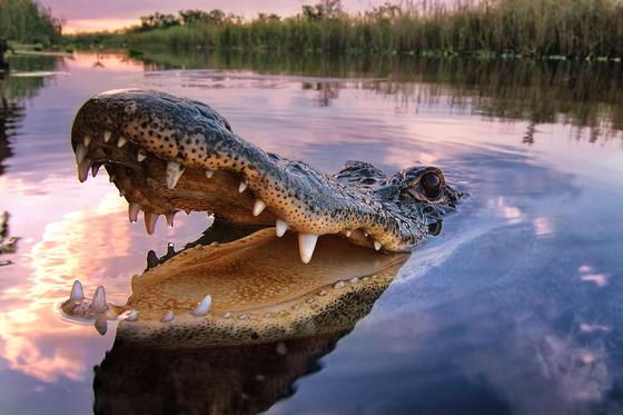 Big Cypress National Preserve