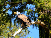 Shasta/Trinty National Forest