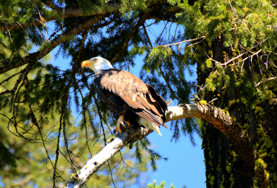 Shasta/Trinty National Forest