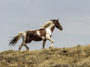 Bureau of Land Management, Rock Springs Management Area, Wyoming