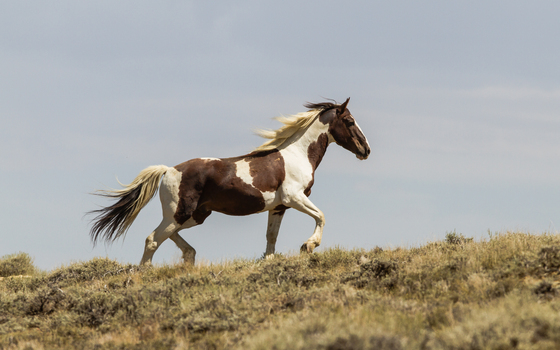 Bureau of Land Management, Rock Springs Management Area, Wyoming