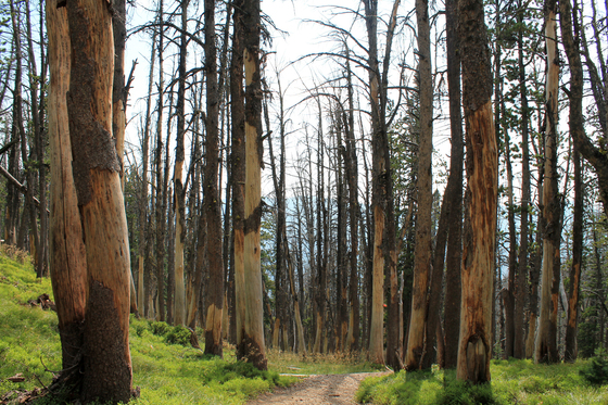 Yellowstone National Park