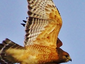 Mosquito Lake Wildlife Refuge