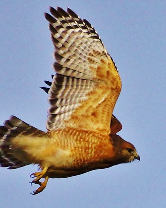 Mosquito Lake Wildlife Refuge