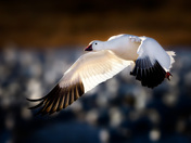 Bosque Del Apache NWR