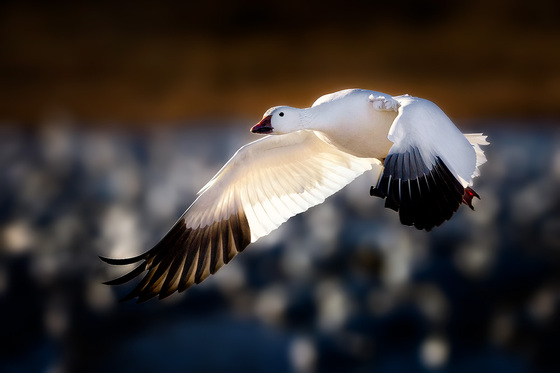 Bosque Del Apache NWR