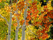 Humboldt Toiyable Nat'l Forest/Spring Mt Recreation area