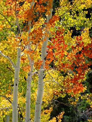 Humboldt Toiyable Nat'l Forest/Spring Mt Recreation area