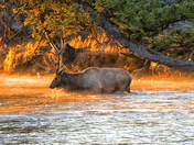 Yellowstone National Park
