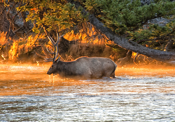 Yellowstone National Park