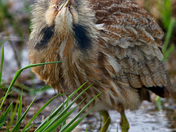 Ridgefield National Wildlife Refuge