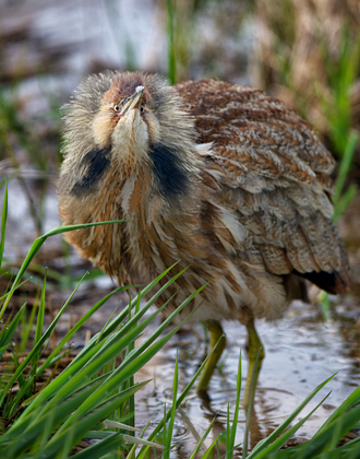 Ridgefield National Wildlife Refuge