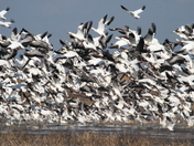 Cameron Prairie National Wildlife Refuge