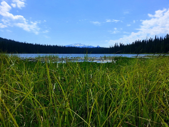 Willamette National Forest