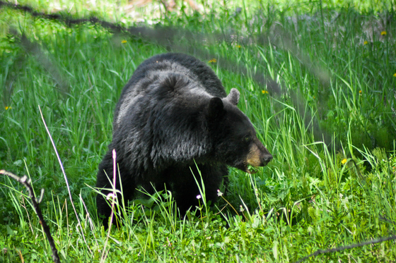 Yellowstone National Park