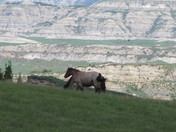 Theodore Roosevelt National Park