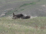 National Bison Wildlife Refuge
