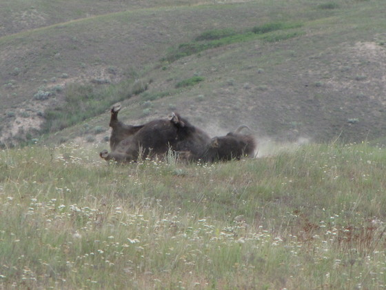 National Bison Wildlife Refuge