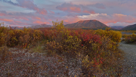 Denali National Park