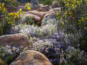 Wichita Mountains Wildlife Refuge