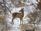 Wichita Mountains Wildlife Refuge