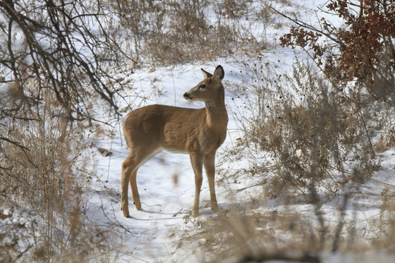 Wichita Mountains Wildlife Refuge