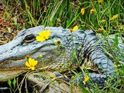 Okefenokee National Park