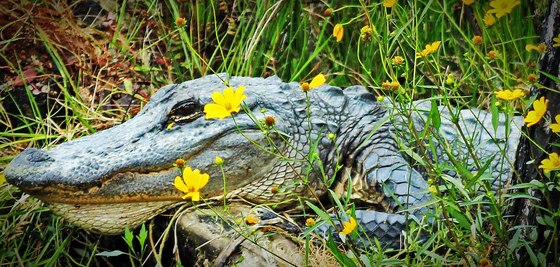 Okefenokee National Park