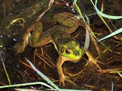 Okefenokee National Park