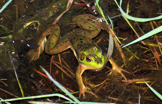 Okefenokee National Park