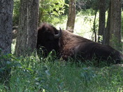 National Bison Range
