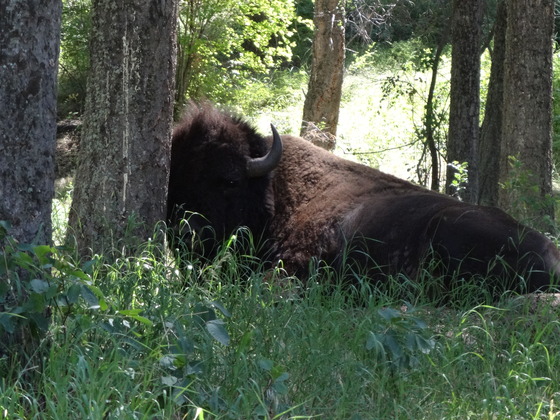 National Bison Range