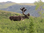 Denali National Park